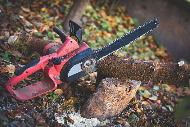 How Our Tree Care Process Works  in  Cambridge, MA